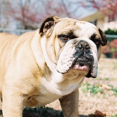 ChangeOrg profile picture for @bulldog