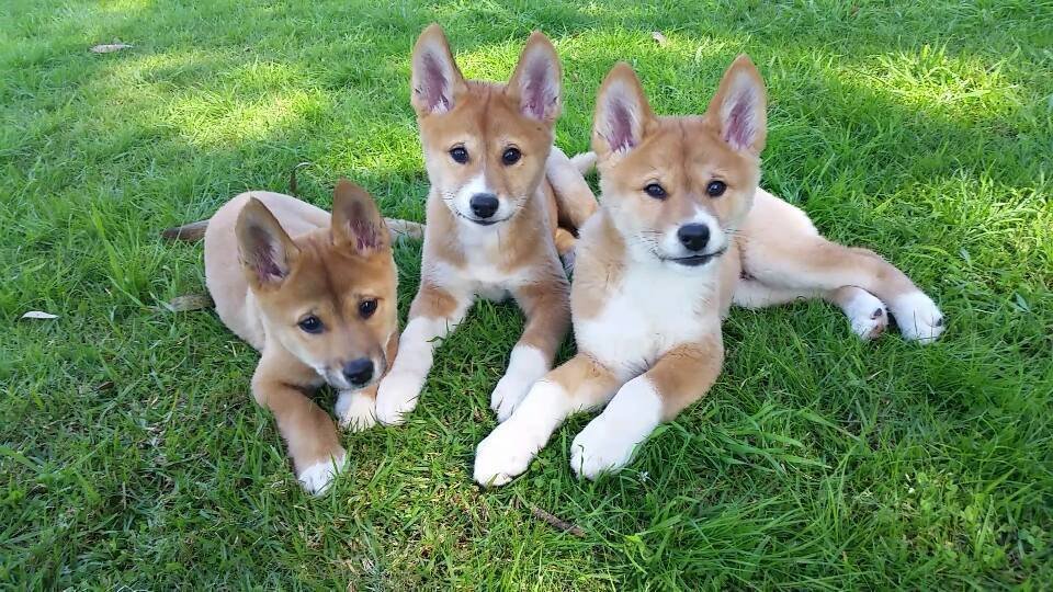 Petition · To Have The Australian Dingo Made A Protected Species