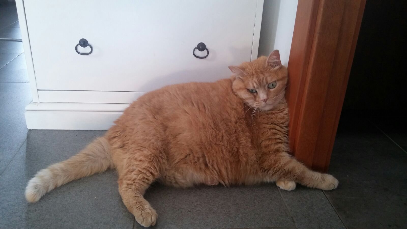 Petición · Necesitamos mas fotos del Gato GORDO del amigo de Yago · Petición · Necesitamos mas fotos del Gato GORDO del amigo de Yago ·