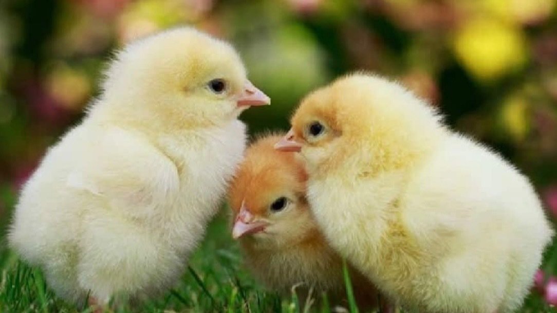 Petition · Support changing Clayton NJ backyard chicken ordinance