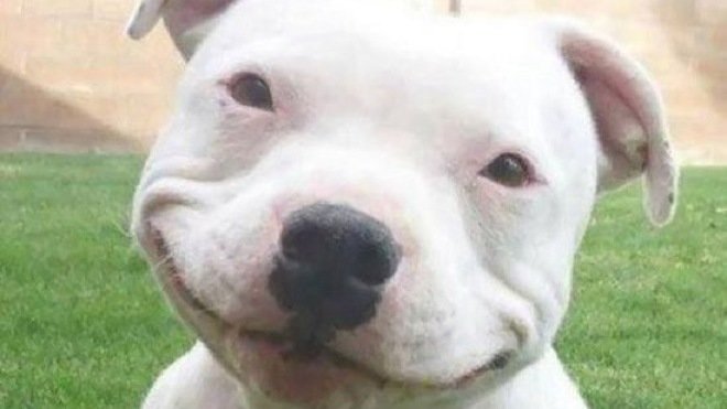 Petition · End breed-specific legislation in Yakima, WA · Change.org