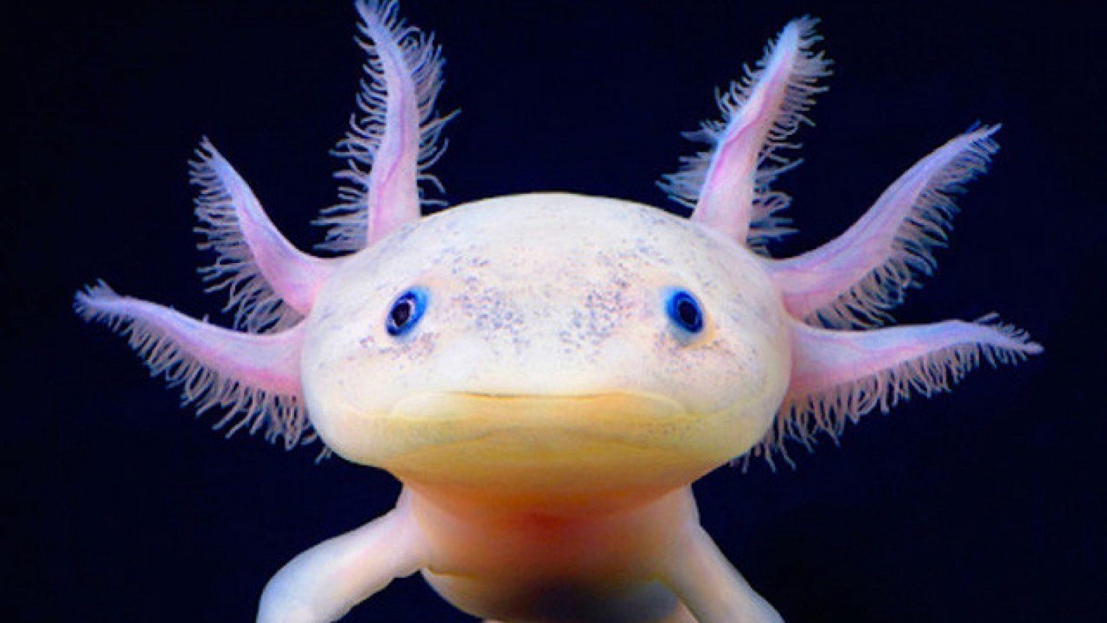 Pétition · Sauvez les axolotls France