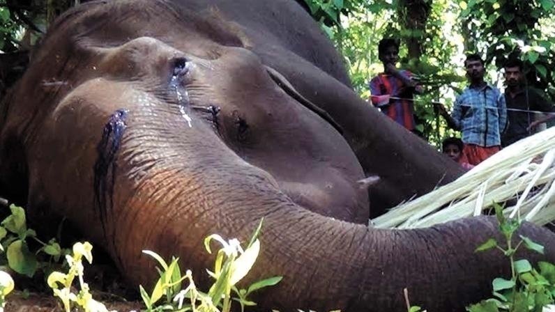 Animal Kingdom Saison 4 Petition · Stop legalization of elephant hunting in Botswana · Change.org