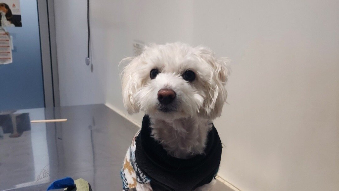 Petition · Revoke The New Travel Requirement Laws For Pets United