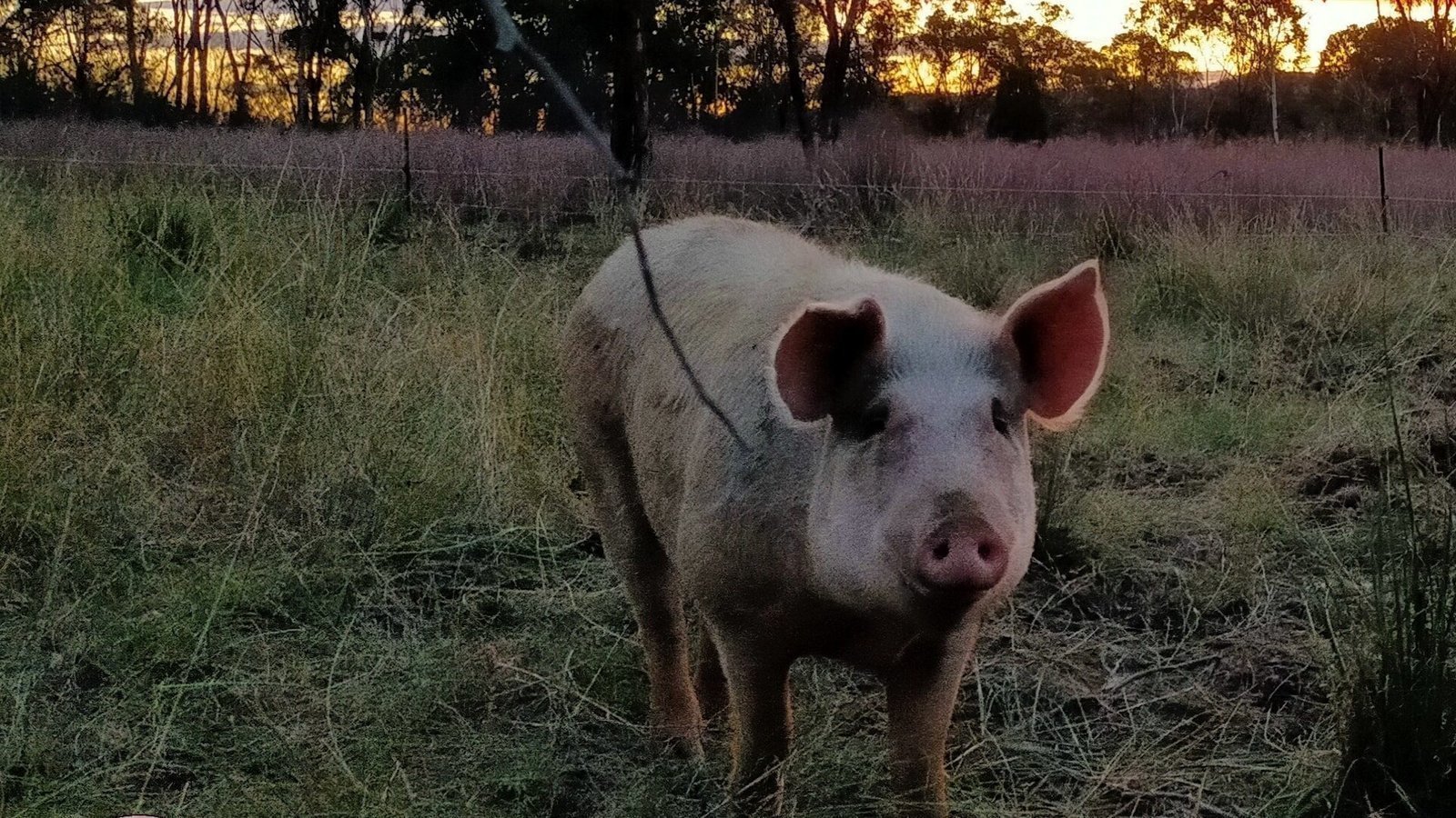 Petition · Change laws for the keeping of companion and rescue pigs