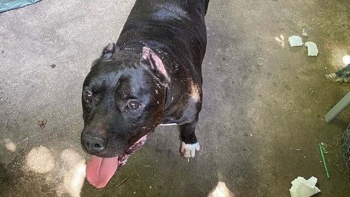 Strengthen Animal Cruelty Laws and Combat Dog Fighting Rings in Dayton, Ohio