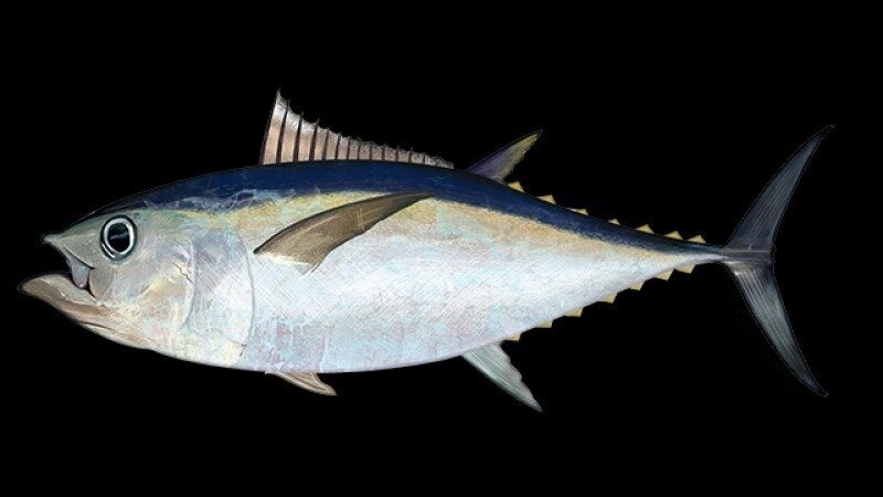 Petition · Help Bigeye Tuna from Overfishing and Bycatch - United