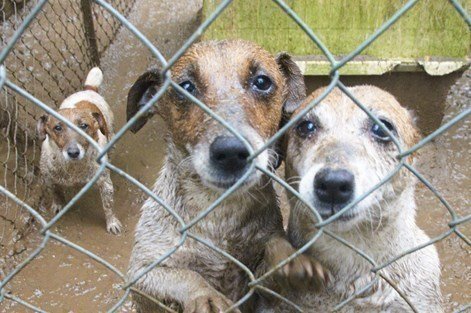 mini dapple dachshund long haired