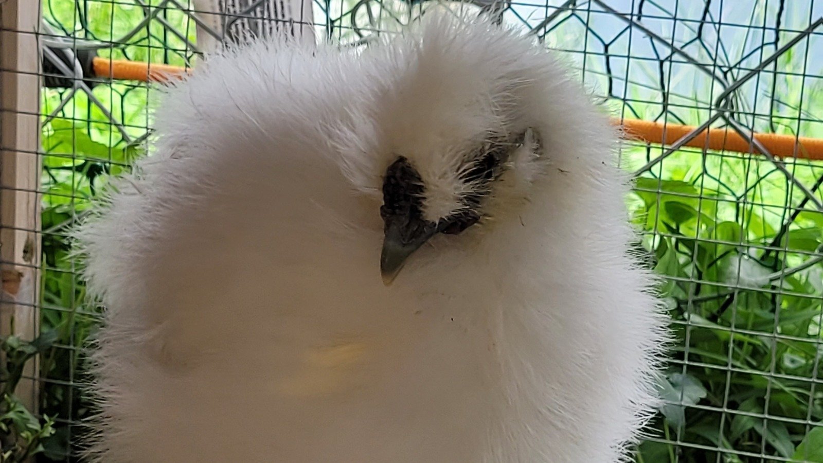 Petition · Petition to Stop Removal of Chickens from Properties in Port