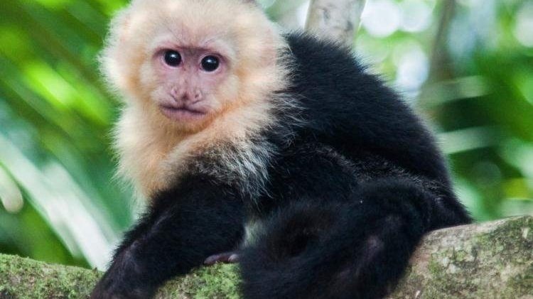 Petition · Legalize Pet Monkeys in Arizona · Change.org