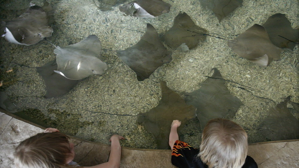 Petition · Recognize "Stingray Bay Day" on July 10th as a State and/or