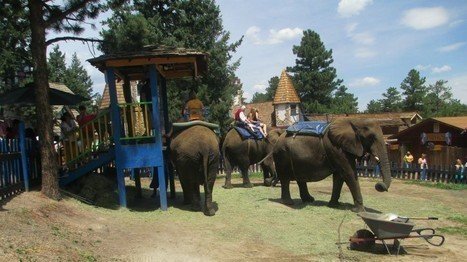 Elephant Rides Renaissance Fair Petition · Stop Elephant and Animal Rides at KC Renaissance Festival ...