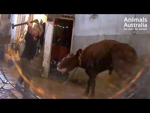 Petition · We demand the UN create legislation to STOP and BAN export