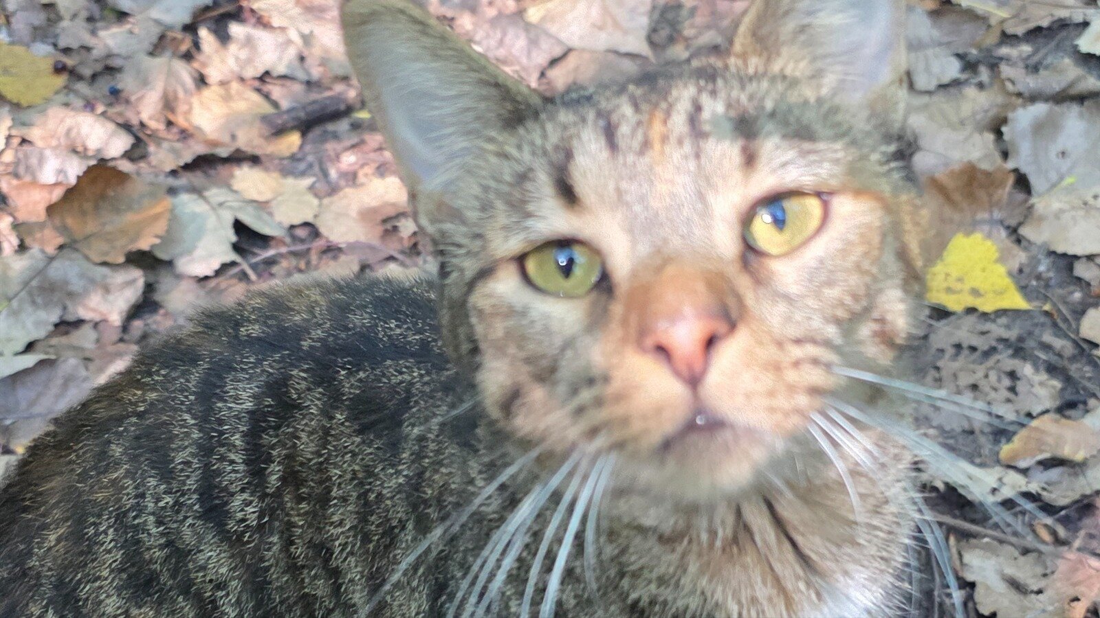 Humman Trap Petition · Stop Punishing Abandoned Cats: Demand City Funding for ...