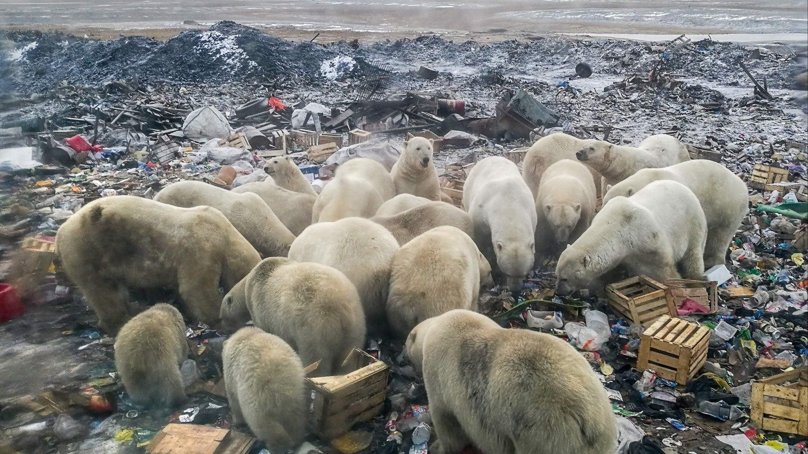 Scientists Stunned What Polar Bears Say About Toxic Arctic - j36xr8z