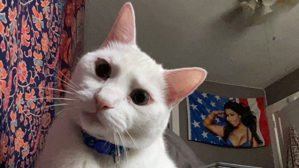 Petition · Sign please, so I can convince my mom to let me have another kitten!! United States