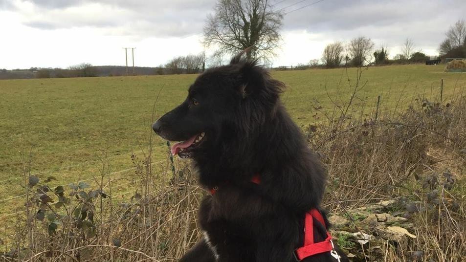 Petition · Allow Domestic Pet's In ALL Social Housing. NO MORE EXCLUSIONS ·