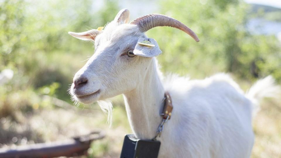 Petition · JgTheGoat should make onlyfans for pictures of Goats ...