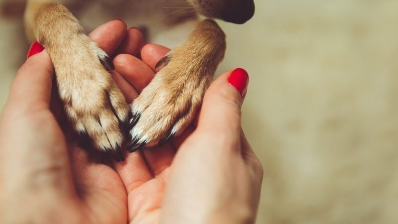 Petition Means That I Just Want To Say That We Have To Save Animals Petition means that i just want to say that we have to save animals