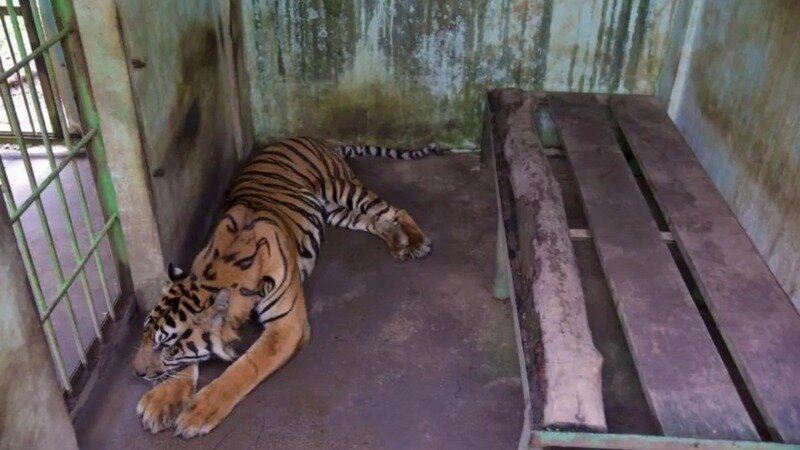 Selamatkan Satwa, Perbaiki atau Tutup Medan Zoo: Petisi untuk Kesejahteraan Satwa
