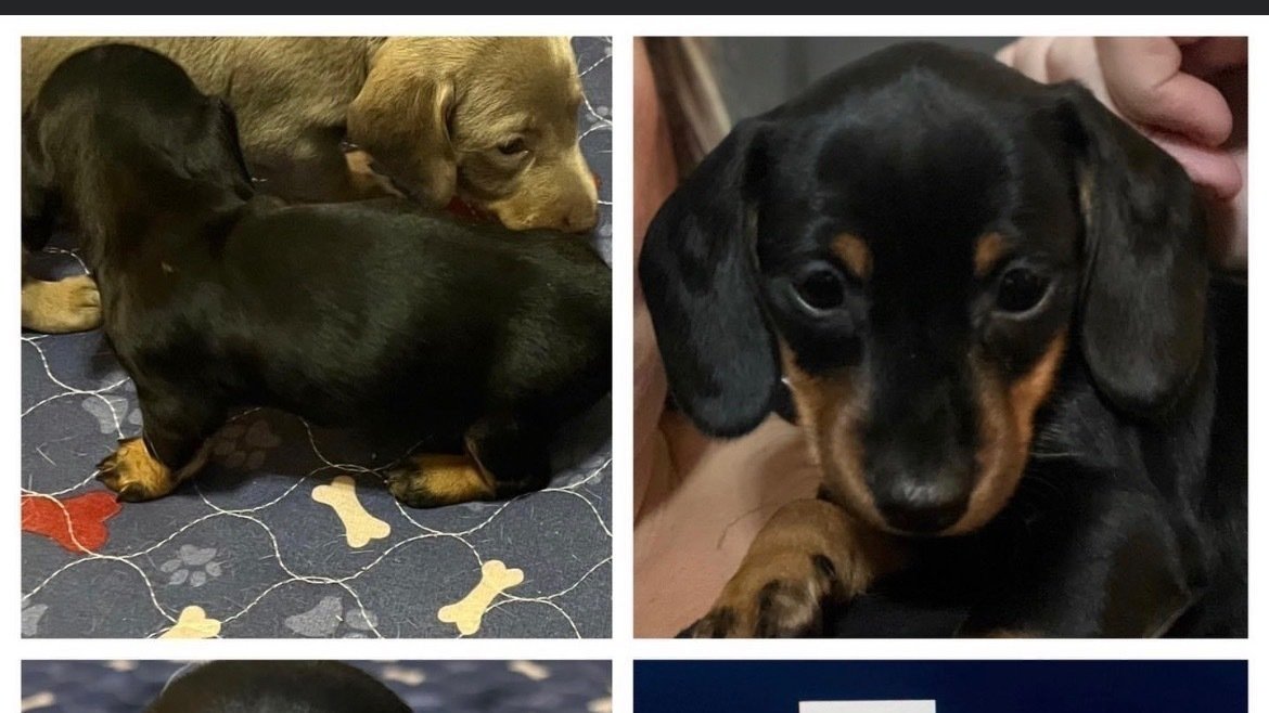 Petition · Name Abbys dog Kilo United States ·