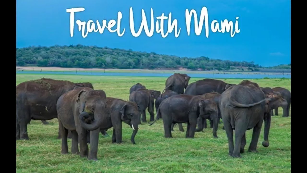 Petition save wild elephants in sri lanka change
