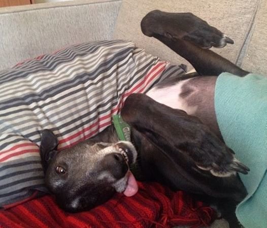 Petition · Reverse the ban on greyhounds from off-leash ...