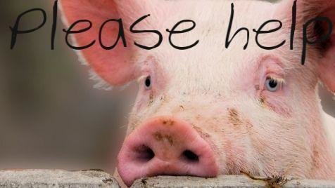 teacup pig for sale craigslist near me