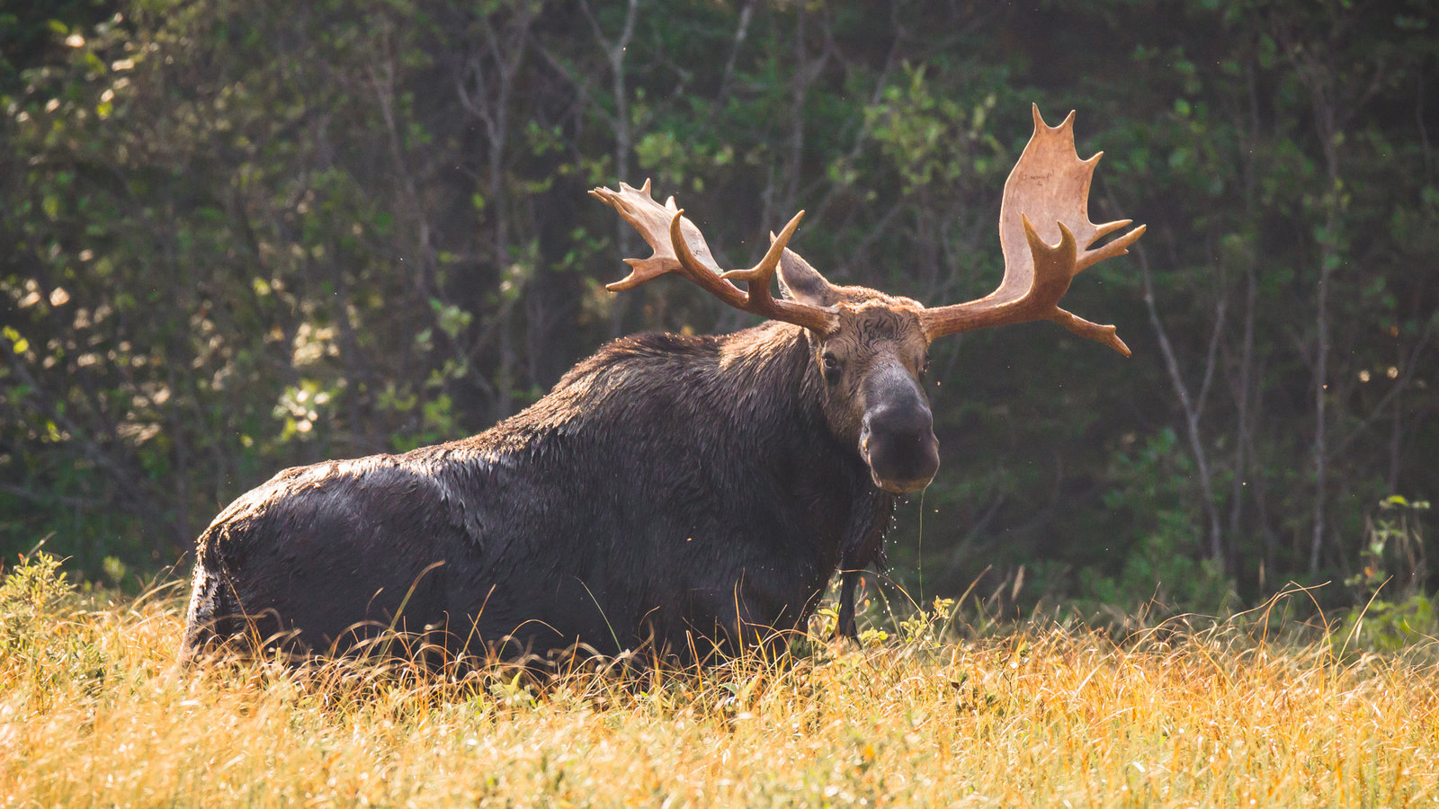 petition-let-s-make-the-moose-the-minnesota-state-mammal-change