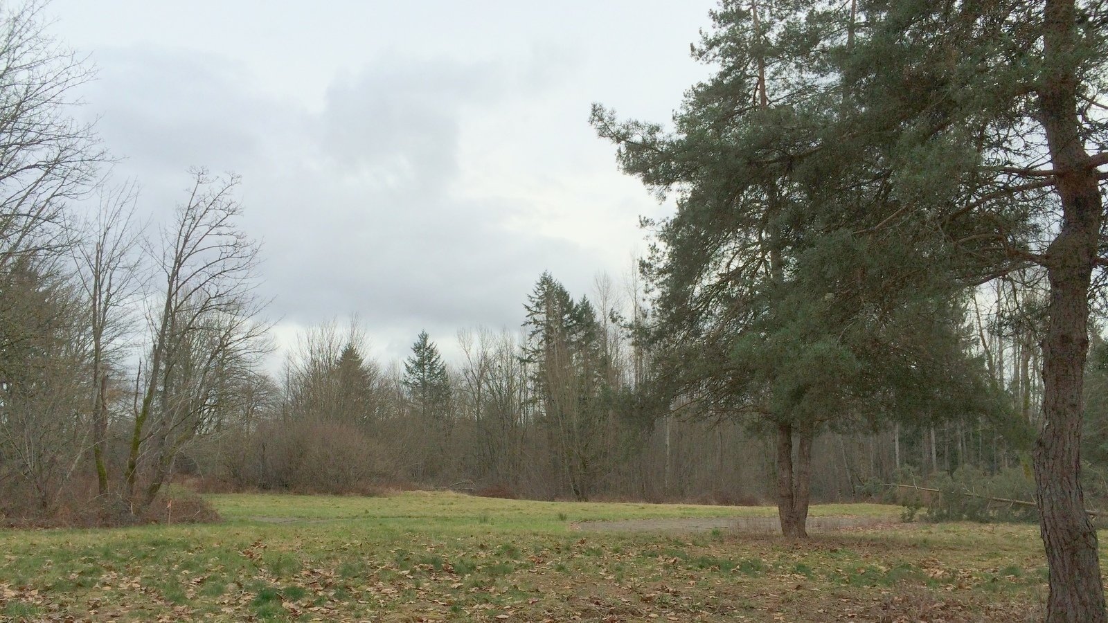 Petition · Save Pine Tree Park Stop the Sale & Construction of a High