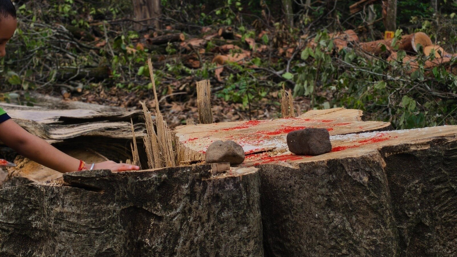 Trees In Rishikesh Petition · Halt the felling of 3,000+ trees in Saat Mod Forest in ...
