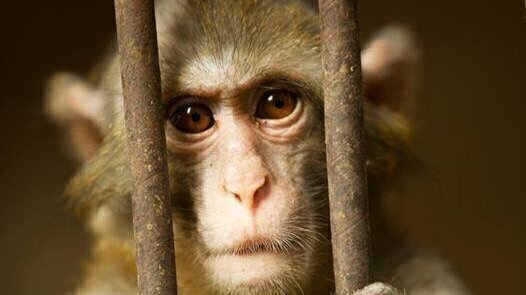 Gorgeous Rights Group Slams Treatment Of Viral Japanese Monkey Abstract Photography Gorgeous Rights Group Slams Treatment Of Viral Japanese Monkey Abstract Photography