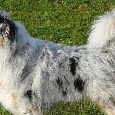 undocked australian shepherd puppies for sale