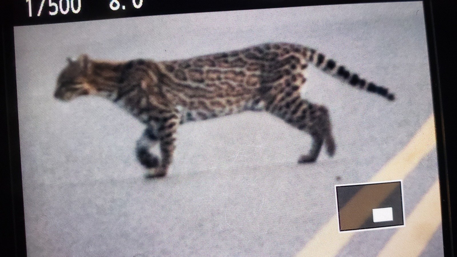Petition · Slower night speeds to protect Ocelots in south Texas