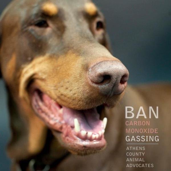 Petition · Ban Gassing of Animals at the Athens County, OH Dog Shelter