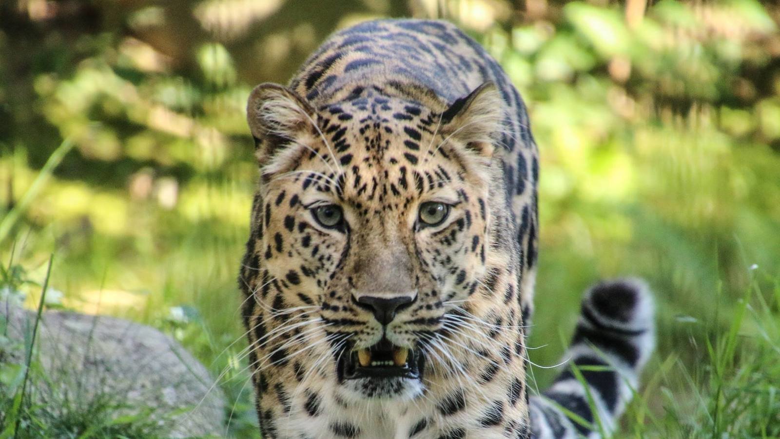 Petition · Save the Amur Leopard · Change.org