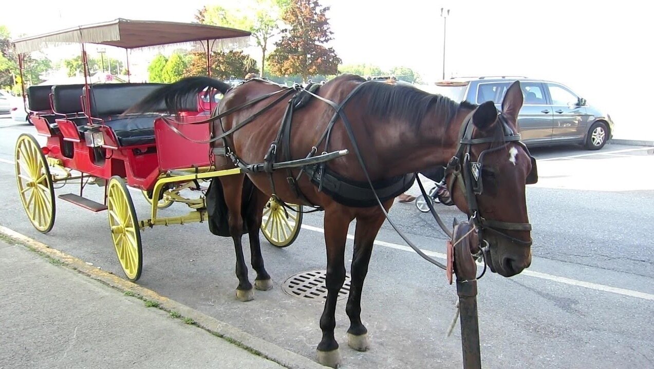 Petition · End Inhumane Horse Carriage Rides on Beach Road in Lake