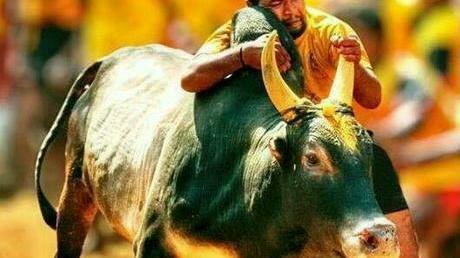 Petition · Save Jallikattu, Ban PETA. BanningJallikattuWill Decimate