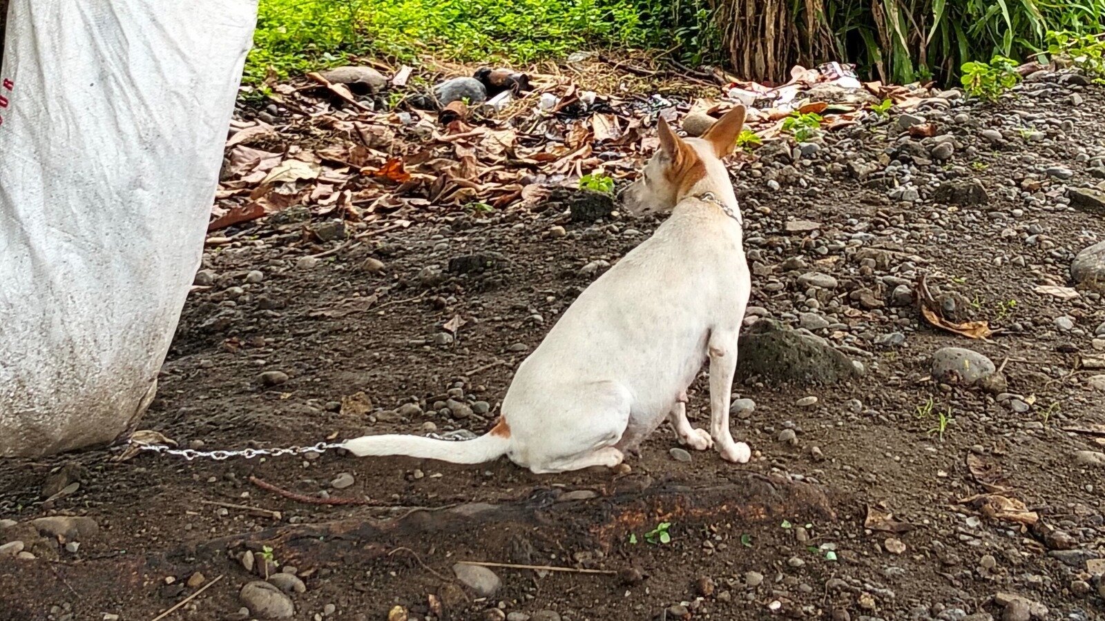 Petition Protect The Innocent Stop Animal Cruelty Philippines petition-protect-the-innocent-stop-animal-cruelty-philippines