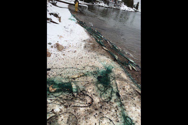 Petition · Help Stop Illegal Netting and Wasting of Fish ·