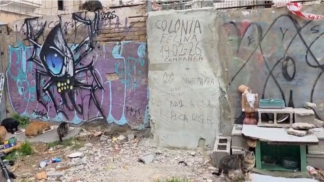 Petici n Salvemos A Los Gatos Del Chern bil De Campanar Valencia petici-n-salvemos-a-los-gatos-del-chern-bil-de-campanar-valencia