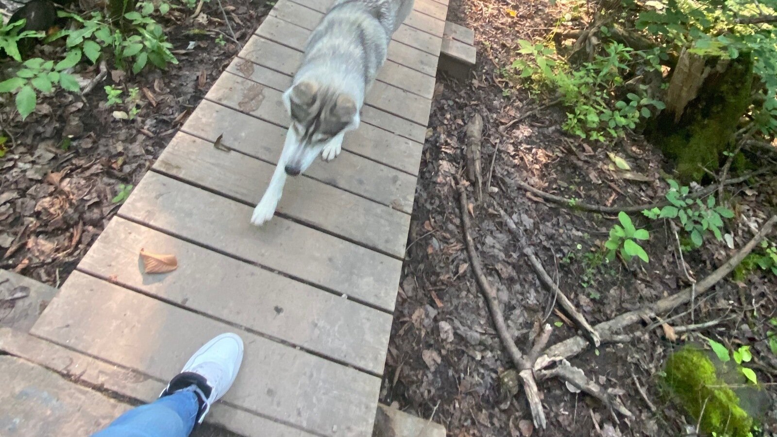 Petition · Ban the Use of Shock Collars in Canada Canada ·