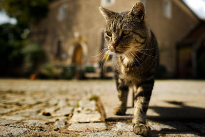  Petition · Verbietet die forderung von Katzensteuer ! - Deutschland Motiv 