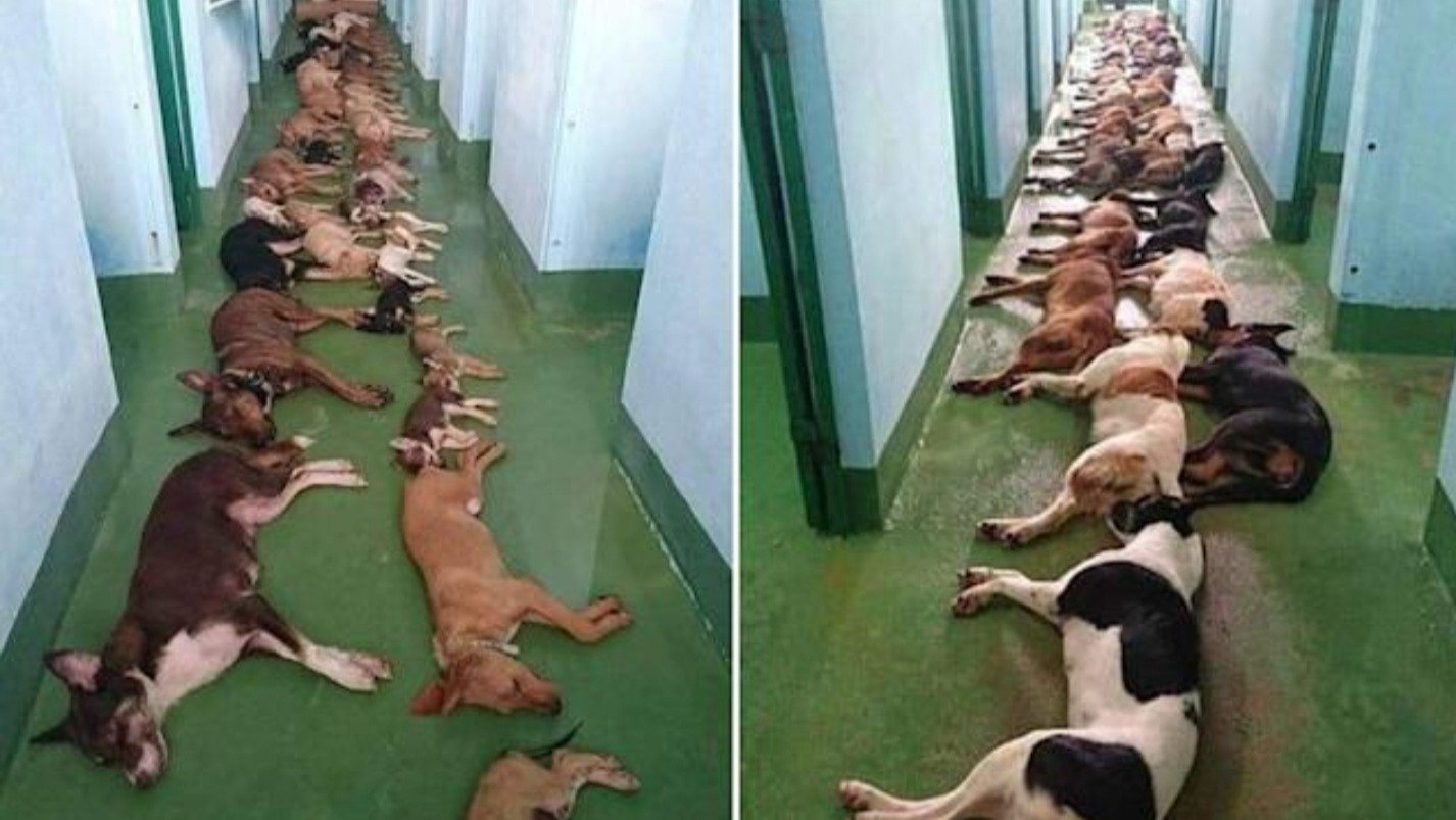 Petition · Change ordinances on number of animals your allowed to own