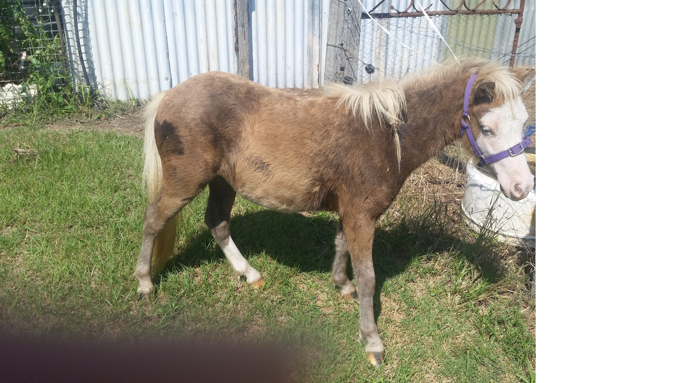 Petition · Rescue an Abused and Deaf Miniature Horse !!! Australia ·
