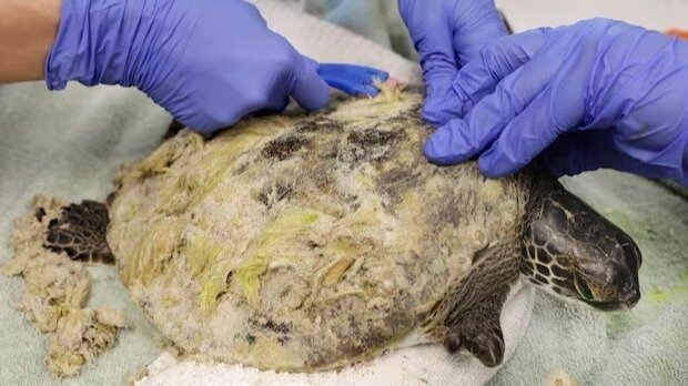 Sea Turtles Rescued Petition · Florida Lawmakers: Fund Emergency Sea Turtle Rescue Now ...