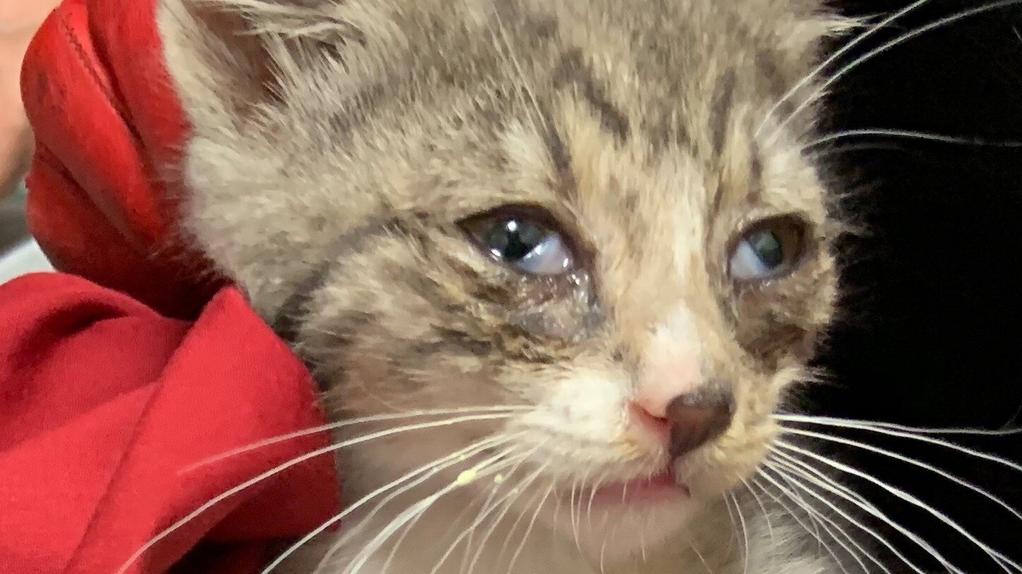 Petition · Secure Funding for Spaying and Neutering Street Cats in The