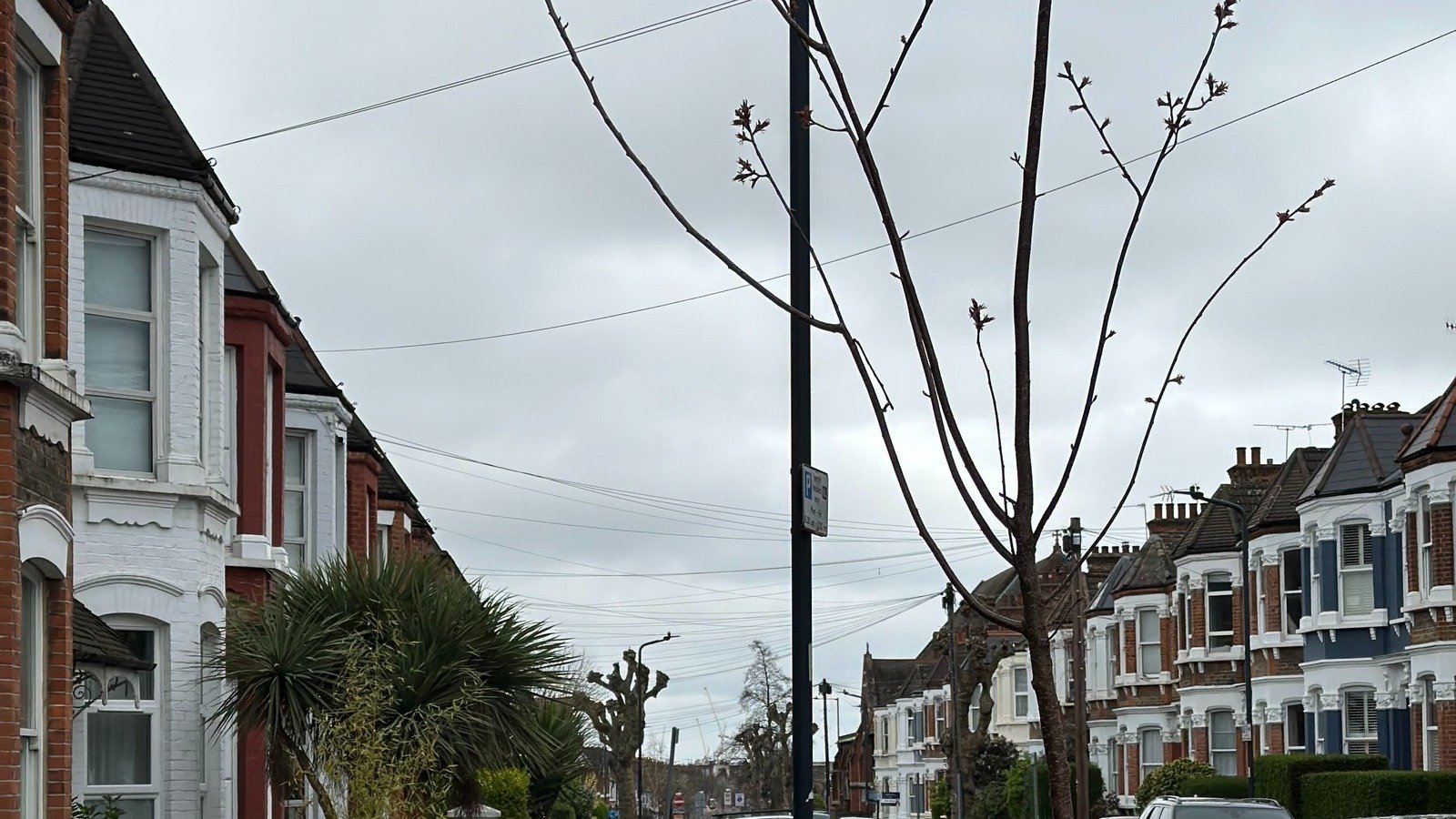 Petition · More Trees for Bathurst! United Kingdom ·