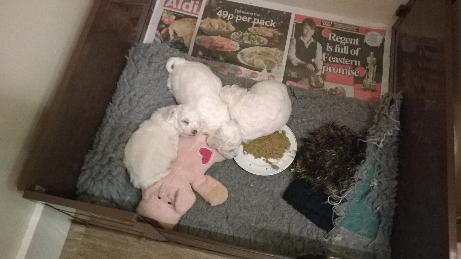 Petition · Stop the proposed puppy farm in East Ayrshire ·