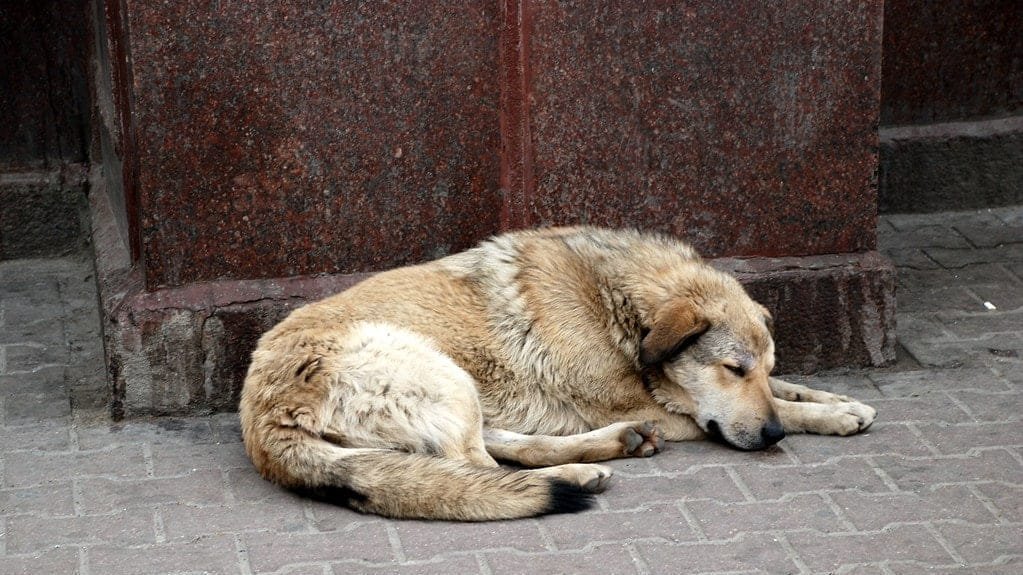 Petition · No animal cruelty and Lets help unhealthy animals. ·